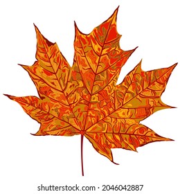 Vector illustration of autumn orange maple leaf isolated on white background.