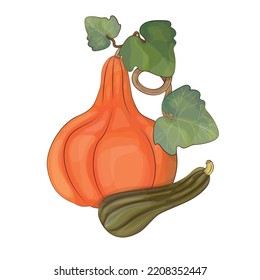 Vector illustration Autumn pumpkins with leaves. Digital watercolor.