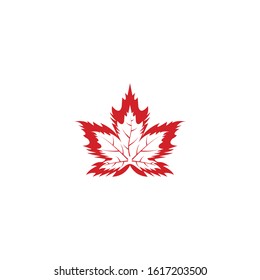 Vector illustration of autumn red maple leaves with white background