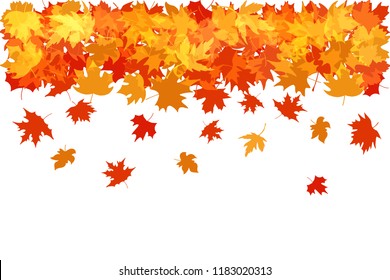 Vector illustration of  autumn red, orange and yellow maple leaves on white background. Template for greeting card, poster, promotion, flyer, advertising, personal or company logo.

