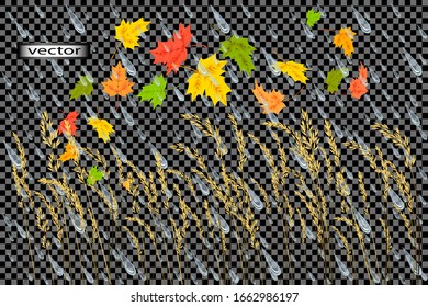 Vector illustration of autumn set for design rain, the ears of corn , grass and fallen maple leaves