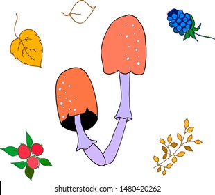 Vector illustration. Autumn set in hand drawn style. Illustrations contain mushrooms, leaves, twig, berries. Elements for design.