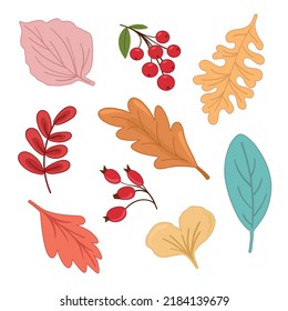 Vector illustration autumn set with leaves, viburnum, rose hip