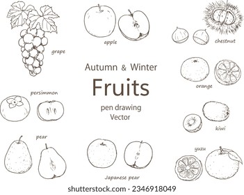 Ilustración vectorial del dibujo de frutos de otoño e invierno con pluma