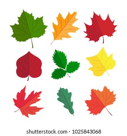 Vector Illustration. Autunm leafs in the set 