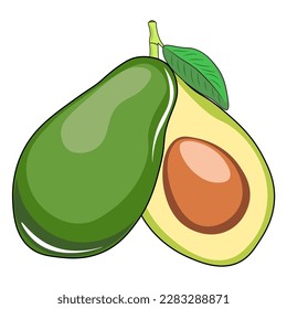 vector illustration of the avocado fruit