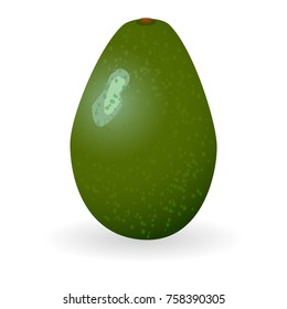 Vector illustration of avocado isolated on white background