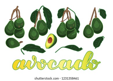 vector illustration of avocado and leaf design isolated with lettering avocado background white and vegetable EPS10
