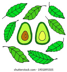 Ilustración vectorial de la piña y hojas sobre un fondo blanco. El dibujo se dibuja a mano.