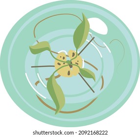 Vector illustration. Avocado seed and sprout in a round vase top view
