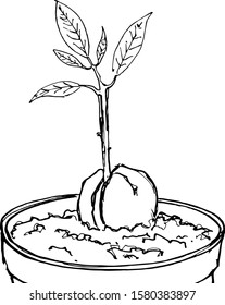 Vector illustration of an avocado sprout in a pot. Ink sketch. Manual work. Great idea for postcard, calendar, holiday invitation, wrapping paper. Suitable for decoration of frames, diaries