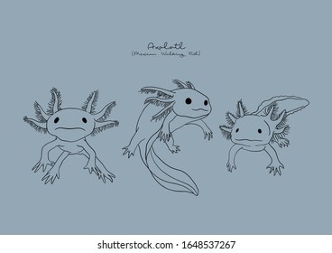 Ilustración vectorial de Axolotl, Pescado Caminante Mexicano