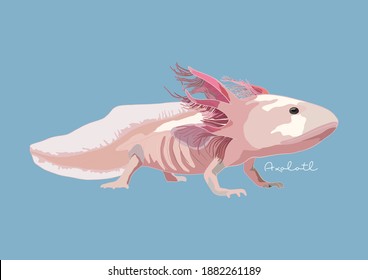 Ilustración vectorial de Axolotl, Pescado Caminante Mexicano