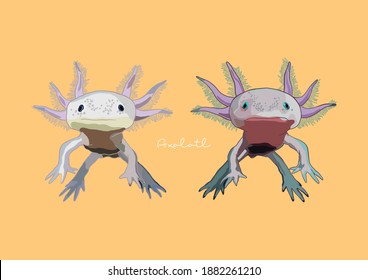 Vector Illustration of Axolotl, Mexican Walking Fish