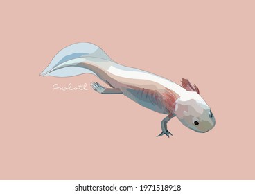 Vector Illustration of Axolotl, Mexican Walking Fish	