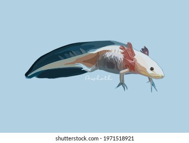 Vector Illustration of Axolotl, Mexican Walking Fish	