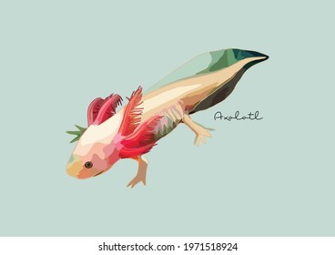 Vector Illustration of Axolotl, Mexican Walking Fish	