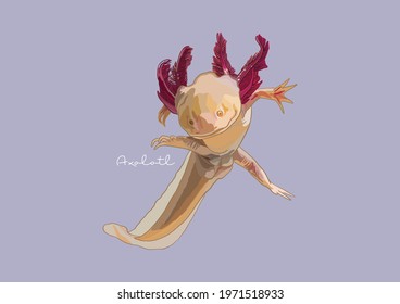 Vector Illustration of Axolotl, Mexican Walking Fish	