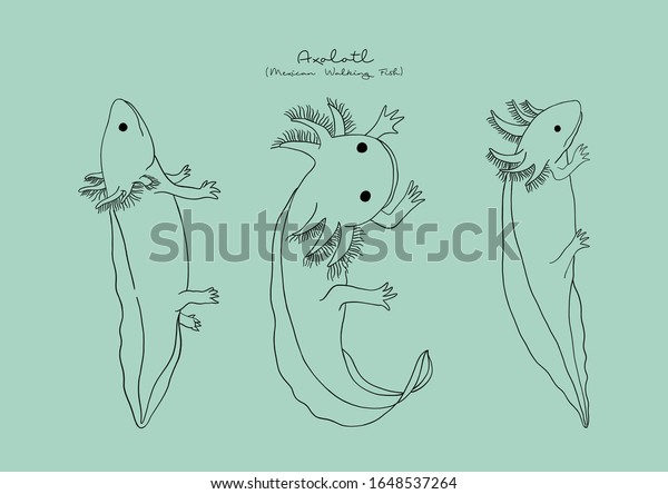 メキシコの歩く魚 アクソロトルのベクターイラスト のベクター画像素材 ロイヤリティフリー