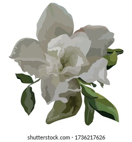 Vector illustration azalea realistic image with flower, bud and leaves in light green colors. Great for labels and wallpapers.