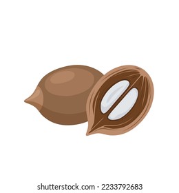 Vector illustration, babassu palm nut, isolated on white background.