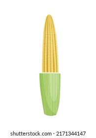 Vector illustration, baby corn isolated on white background, realistic style, suitable for packaging labels.