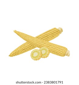 Vector illustration, baby corn, with slices, isolated on white background.