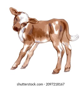  Vector illustration of baby cow.