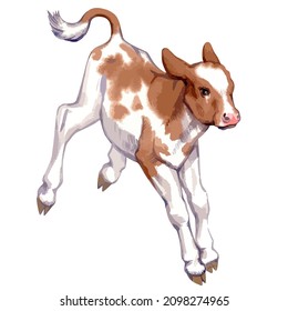  Vector illustration of baby cow.