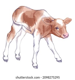  Vector illustration of baby cow.