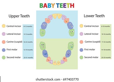 Vector illustration - baby first   teeth. Children Teeth anatomy. Dental Teeth Chart and the timing of their appearance. Dental titles of every milk tooth