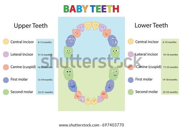 Babies First Teeth Chart