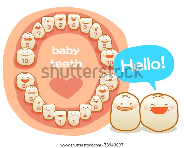 ベクターイラスト 乳歯 最初の歯 乳歯 乳歯 一次歯 一時歯 の