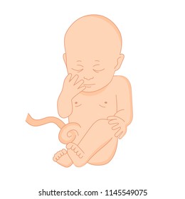 vector illustration of a baby in the womb on a white background