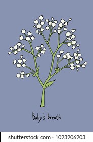 Vector Illustration. Baby's Breath Flowers Illustration With Color.