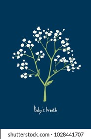 Vector Illustration. Baby's Breath Flowers Illustration With Color.