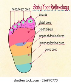 Vector Illustration Baby's Feet Reflex Zones