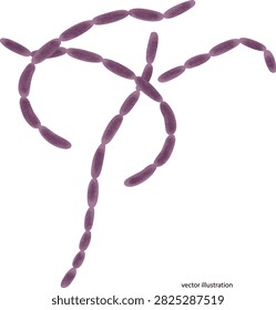 vector illustration of a bacillus anthracis