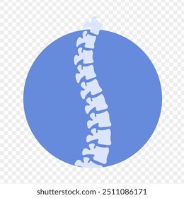 Ilustración vectorial de la columna vertebral sobre fondo transparente