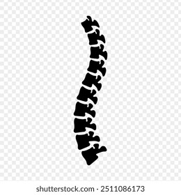 Ilustración vectorial de la columna vertebral sobre fondo transparente