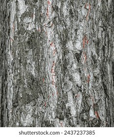 Vector illustration of a background of the bark of a Pinus nigra tree, family Pinaceae.
