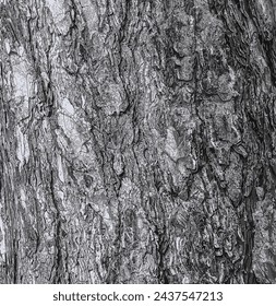 Vector illustration of a background of the bark of a Pinus nigra tree, family Pinaceae.
