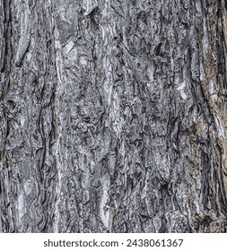 Vector illustration of a background of the bark of a Pinus nigra tree, family Pinaceae.
