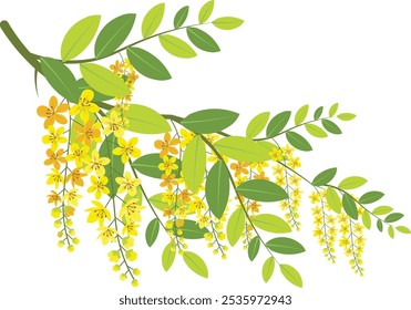 Vector illustration of background with cassia or flower brunch