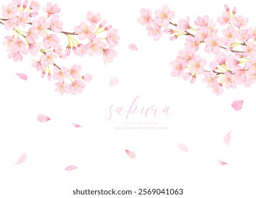 Vector illustration background of cherry blossoms in full bloom