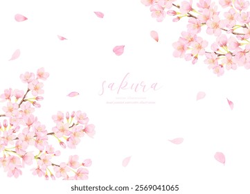 Vector illustration background of cherry blossoms in full bloom