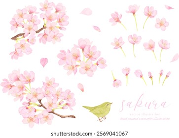 Vector illustration background of cherry blossoms in full bloom