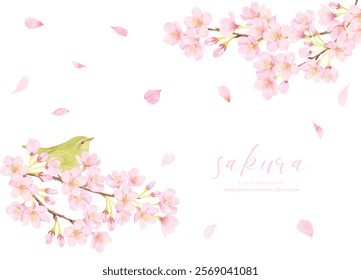 Vector illustration background of cherry blossoms in full bloom
