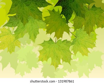 Vector illustration for background: crown of maple tree with green leaves.