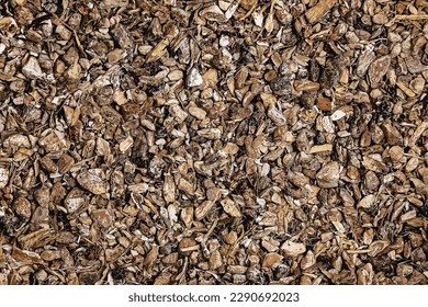 Vector illustration background of dry crushed elecampane root. The Latin name for the herbal mixture is Rhizomata et radices Inulae.

